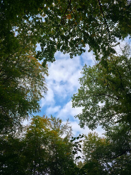 brilliant blue sky and delicate white clouds appear above a tranquil forest clearing framed by vibrant leafy treetops