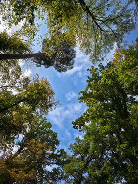 peaceful forest canopy opens toward a vivid blue sky scattered with soft white clouds on a bright refreshing day