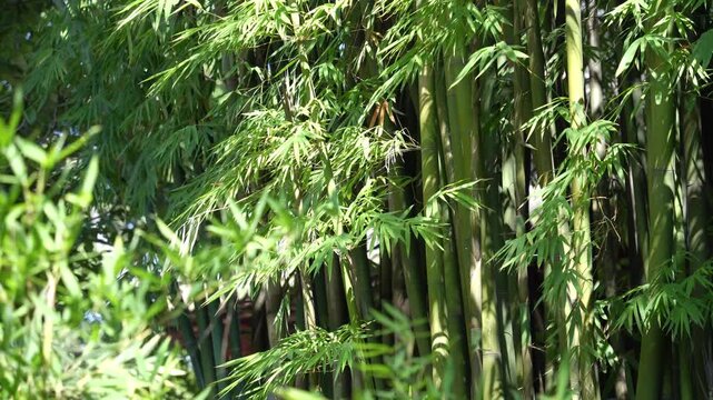 Vibrant Green Bamboo Leaves Sway in Wind