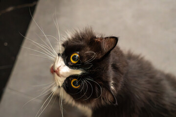 Fluffy black-and-white cat with striking yellow eyes looking upward curiously on gray floor © Percy Lou
