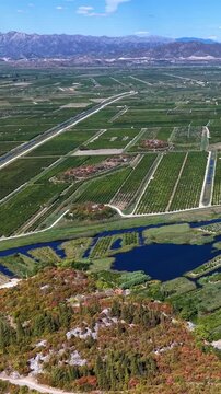 Aerial view of mandarin orange groves in Neretva valley, Croatia, agricultural landscape