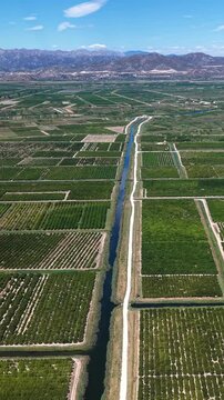Aerial view of mandarin orange groves and agricultural fields in Croatia