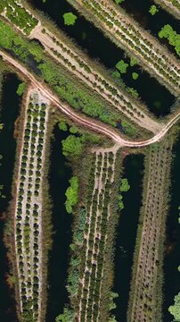 Aerial drone footage of mandarin orange groves and water canals in Croatia
