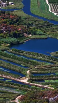 Aerial view of mandarin orange groves, agricultural fields, and river canals in Neretva river valley, Croatia, aerial footage