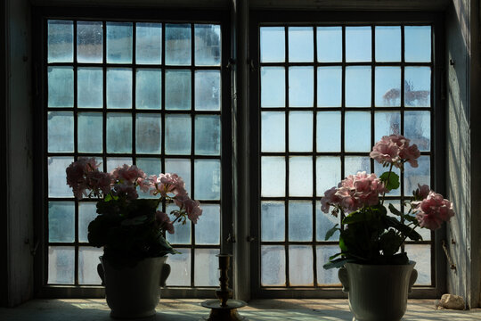 Pink geraniums in pots against an old mullioned window