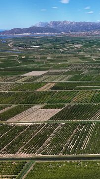 Aerial view of mandarin orange groves and agricultural fields in Croatia with mountains in the background