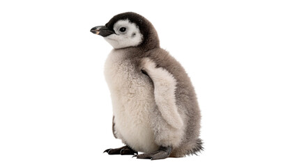 Small wild penguin walking wildlife polar baby bird animal isolated on transparent background © Oliver