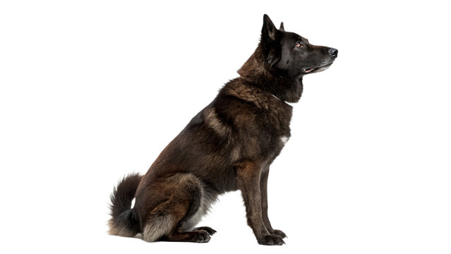 Beautiful adult german shepherd dog sitting alert smart pet animal isolated on transparent background