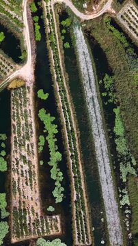 Aerial video footage of mandarin orange groves and canals in Croatia, top down view