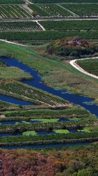Aerial view of mandarin orange groves and river canals in Croatia, agricultural landscape