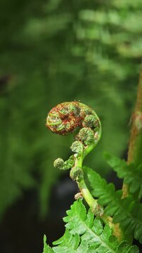 Fiddlehead fern in the garden.