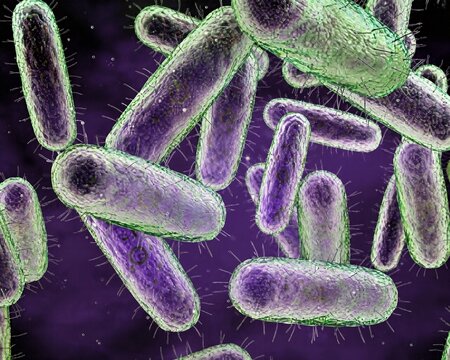 Yersinia pestis is the bacterium that causes the plague.
