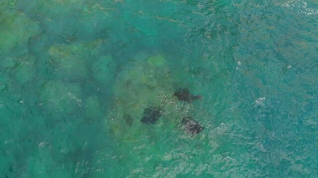 Breathtaking aerial flyover above exotic Manta Point in Nusa Penida Bali Indonesia &ndash; Spectacular cinematic top down drone shot of wild manta rays swimming through turquoise sea promo video 4k