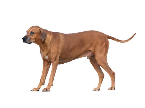 Side view profile of Rhodesian Ridgeback dog standing isolated on white