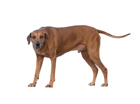 Full body Rhodesian Ridgeback dog standing isolated on white background