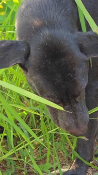 Black dog nibble on grass to get extra dietary fiber.