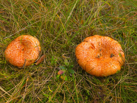 The beautiful and edible saffron milk cap mushroom, Lactarius deliciosus.
Grows in pine, spruce and mixed forests and July to September.
