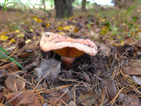 The beautiful and edible saffron milk cap mushroom, Lactarius deliciosus.
Grows in pine, spruce and mixed forests and July to September.
