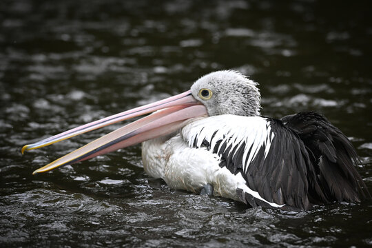 Australian pelican (Pelecanus conspicillatus) floating on dark water with its long beak open
