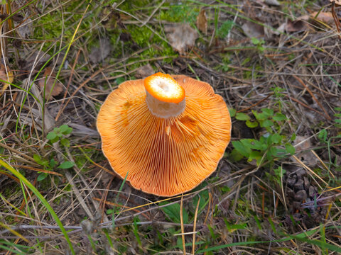 The beautiful and edible saffron milk cap mushroom, Lactarius deliciosus.
Grows in pine, spruce and mixed forests and July to September.
