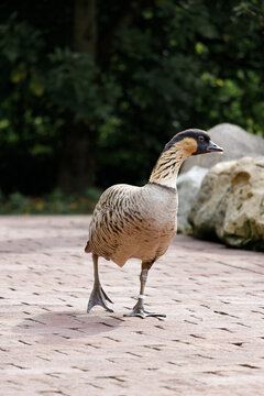 Nene Goose Walking on Paved Path with Dark Green Natural Background