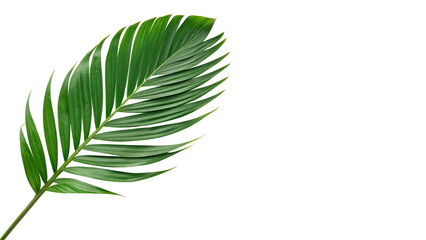Single fresh green palm tree plant leaf tropical exotic foliage isolated on transparent background © Grace
