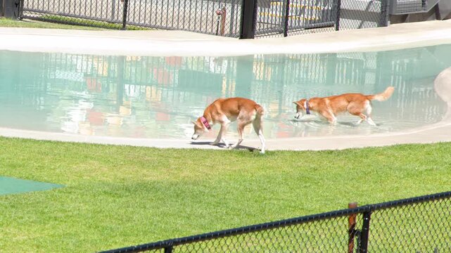 Two Dingoes Walking and Wading Through Water in Zoo Enclosure