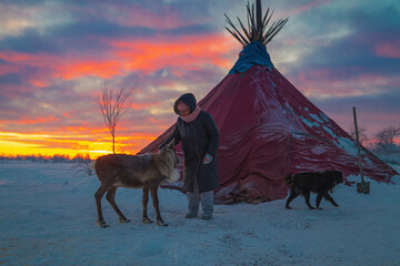 A woman and a reindeer near a chum, the traditional dwelling of the Nenets reindeer herders, at sunset. © lizavetta
