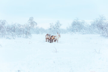 A group of beautiful reindeer in a snowy forest. Life in the Arctic. © lizavetta