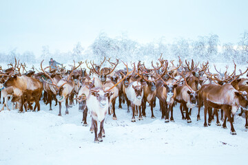 A herd of reindeer and a reindeer herder walk through a snowy forest. Life in the Arctic. © lizavetta
