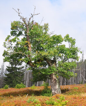 Bergahorn auf dem Lindberger Schachten im Nationalpark Bayerischer Wald