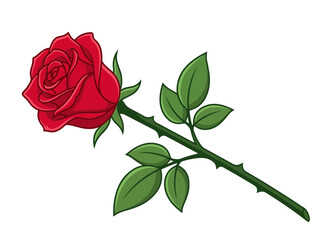 Obraz premium Single red rose flower
