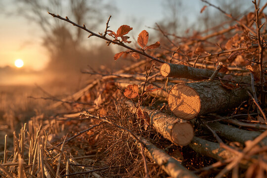 Cut Hedge With Sloe Prunings In Barrow