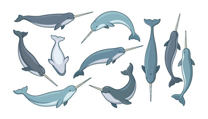 Narwhal whale vector illustration set. Collection of arctic sea mammals, underwater tusked creatures isolated on white background. © Mun