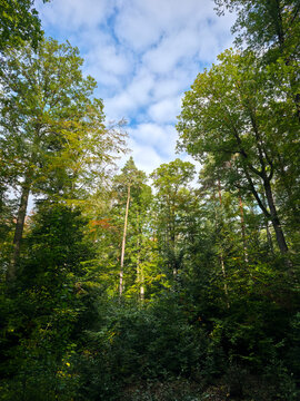 expansive azure sky with fluffy white clouds emerges above lush forest crowns creating a bright uplifting woodland perspective
