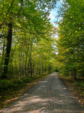 autumn hiking trail stretches straight ahead beneath glowing trees as warm sunlight highlights fallen leaves and woodland colors