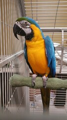 blue and yellow macaw © Ronnie