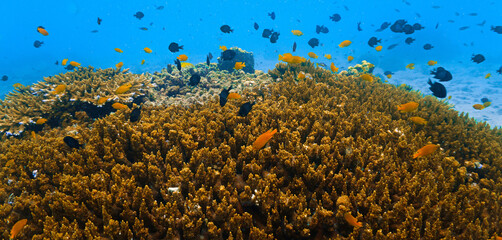 Close‑Up beautiful Coral Reef Underwater. From a scuba dive in Koh Tao in Thailand. © Johan