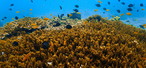 Close‑Up beautiful Coral Reef Underwater. From a scuba dive in Koh Tao in Thailand. © Johan