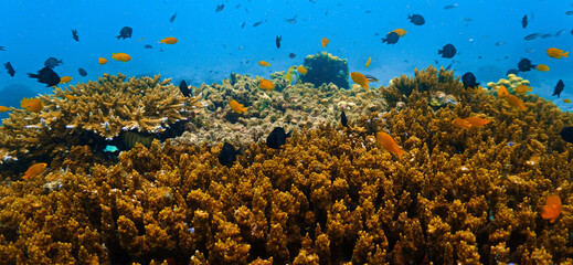 Close‑Up beautiful Coral Reef Underwater. From a scuba dive in Koh Tao in Thailand. © Johan