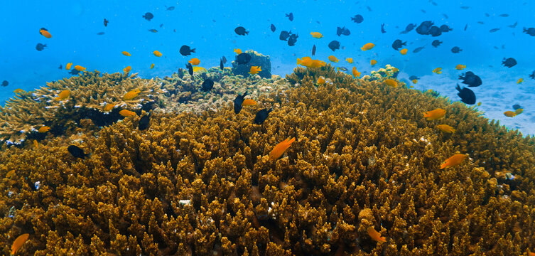 Close‑Up beautiful Coral Reef Underwater. From a scuba dive in Koh Tao in Thailand.