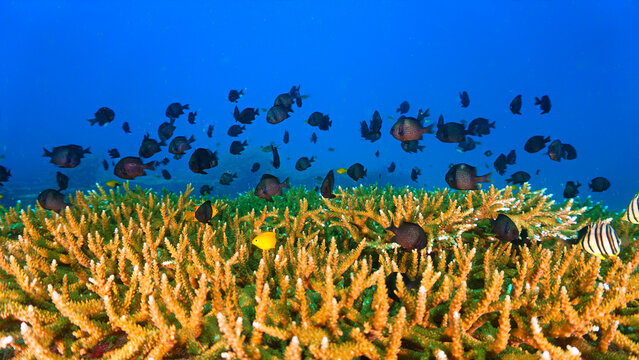 Close‑Up beautiful Coral Reef Underwater. From a scuba dive in Koh Tao in Thailand.