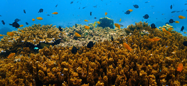 Close‑Up beautiful Coral Reef Underwater. From a scuba dive in Koh Tao in Thailand.