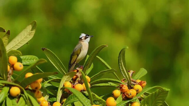 Light-vented bulbul bird perched on a loquat tree branch with ripe yellow fruits singing against a blurred green nature background
