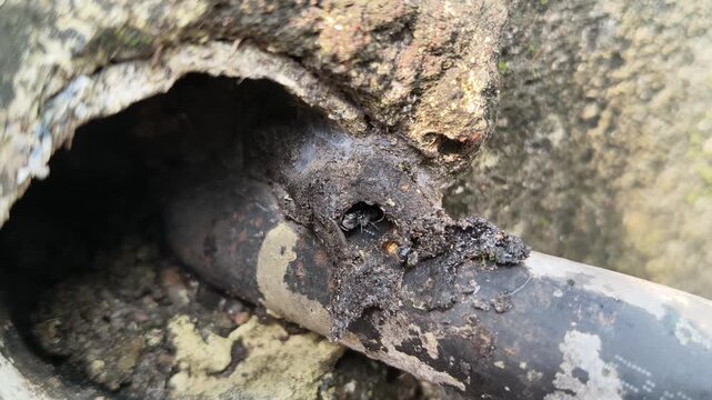 The Indian stingless bee or dammar bee their nest. It is a species of bee belonging to the family Apidae. Tetragonula iridipennis. Rich in antioxidants, stingless bee honey heals wounds.