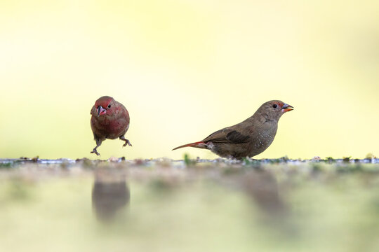 A breeding pair fn Jameson's Firefinches, Lagonosticta rhodopareia, male on left and female on right. Soft boken background and water reflection. South Rift Valley, Kenya. Space for text.