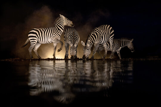 A herd of Grant's zebras, Equus quagga boehmi, drinking from a waterhole at night. Dramatic striped reflections, soft dust, and dark natural surroundings. One animal has been spooked by a noise.