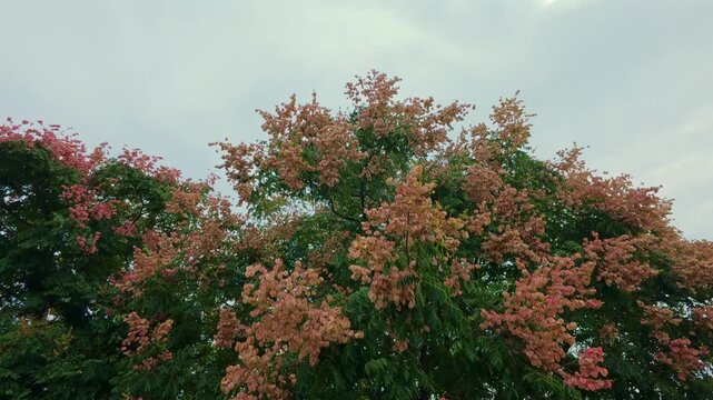 Tree canopy with pink seed pods against an overcast sky