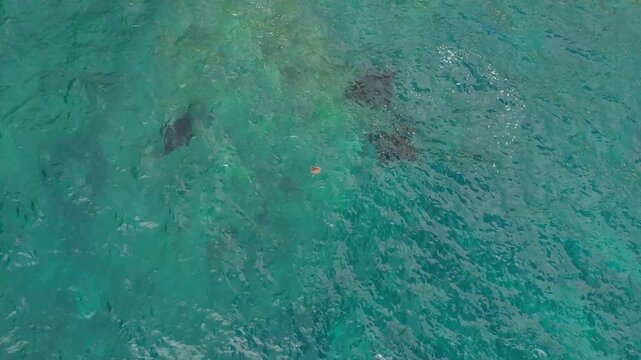 Breathtaking cinematic drone flight above Manta Point ocean waters in Nusa Penida &ndash; Spectacular top down view of wild manta rays gliding in clear turquoise sea during bright daylight, video 4k