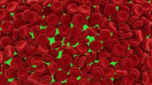 Red blood cells floating in human body 3d render